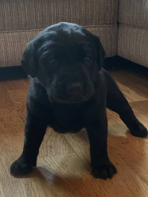 Champion sired kc registered Labrador puppies for sale in Durham, County Durham - Image 6