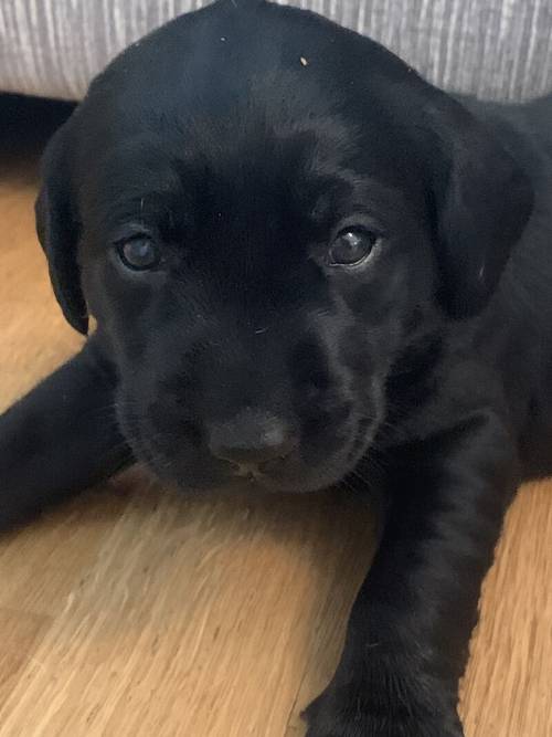 Champion sired kc registered Labrador puppies for sale in Durham, County Durham - Image 7