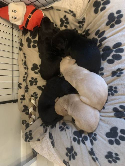 Champion sired kc registered Labrador puppies for sale in Durham, County Durham - Image 8