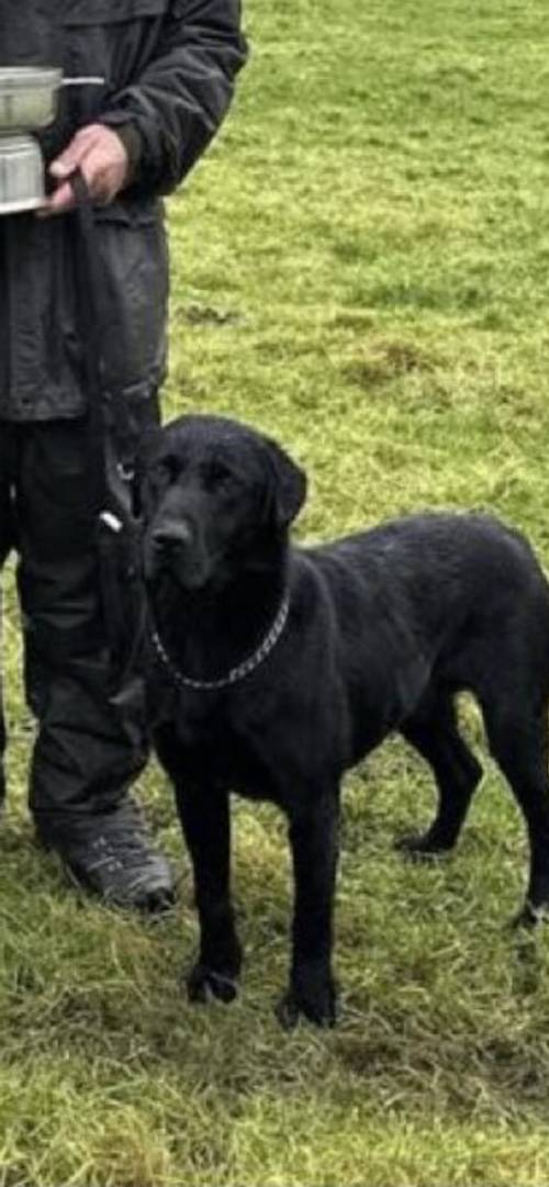 Champion sired kc registered Labrador puppies for sale in Durham, County Durham - Image 10