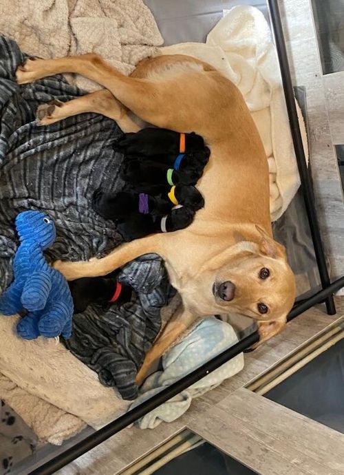 š¾ Charcoal & Black Labrador Puppies ā KC Registeredš¾ for sale in Rushden, Northamptonshire