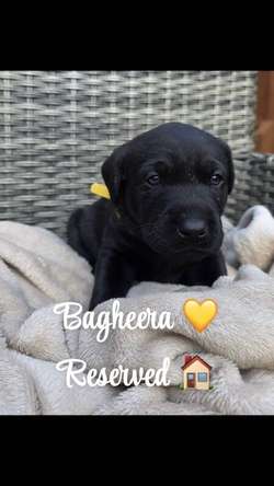 🐾 Charcoal & Black Labrador Puppies – KC Registered🐾 for sale in Rushden, Northamptonshire | Image 2