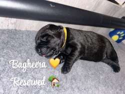 🐾 Charcoal & Black Labrador Puppies – KC Registered🐾 for sale in Rushden, Northamptonshire | Image 3