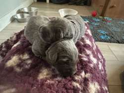 Charcoal Labrador Pups- Bred by a vet for sale in Dereham, Norfolk | Image 2