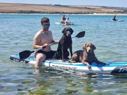 Charcoal Labrador Pups- Bred by a vet for sale in Dereham, Norfolk | Image 3