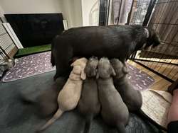 Charcoal Labrador Puppies - ALL SOLD for sale in Cwmbran/Cwmbrân, Newport | Image 2