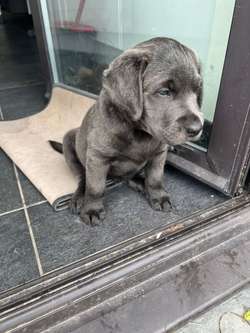Charcoal Labrador Puppies - ALL SOLD for sale in Cwmbran/Cwmbrân, Newport | Image 3