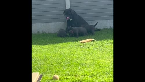 Charcoal Labrador Puppies - READY 12th OCTOBER! for sale in Cwmbran/Cwmbrân, Newport