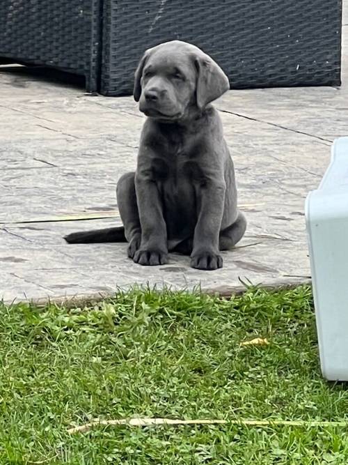 Charcoal Labrador Puppies - READY 12th OCTOBER! for sale in Cwmbran/Cwmbrân, Newport - Image 1