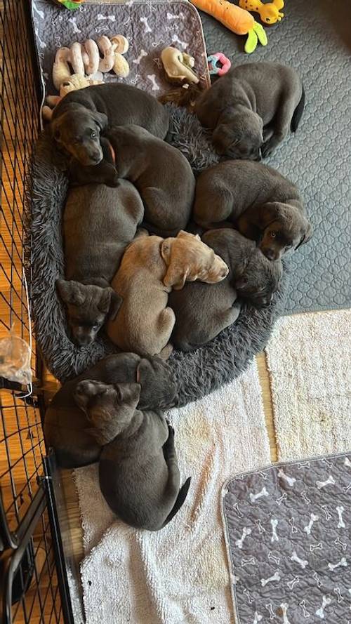 Charcoal Labrador Puppies - READY 12th OCTOBER! for sale in Cwmbran/Cwmbrân, Newport - Image 2