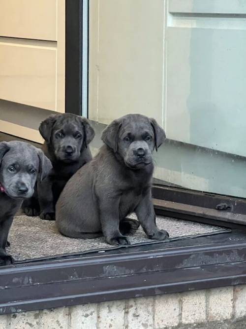 Charcoal Labrador Puppies - READY 12th OCTOBER! for sale in Cwmbran/Cwmbrân, Newport - Image 3