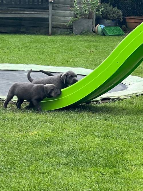 Charcoal Labrador Puppies - READY 12th OCTOBER! for sale in Cwmbran/Cwmbrân, Newport - Image 4