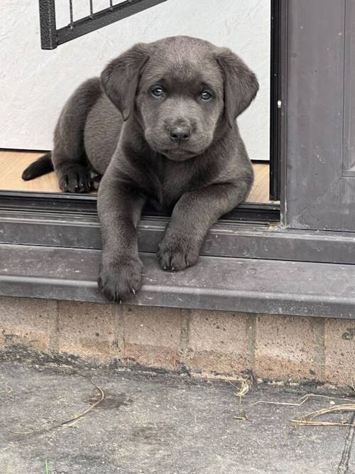 Charcoal Labrador Puppies - READY 12th OCTOBER! for sale in Cwmbran/Cwmbrân, Newport - Image 5