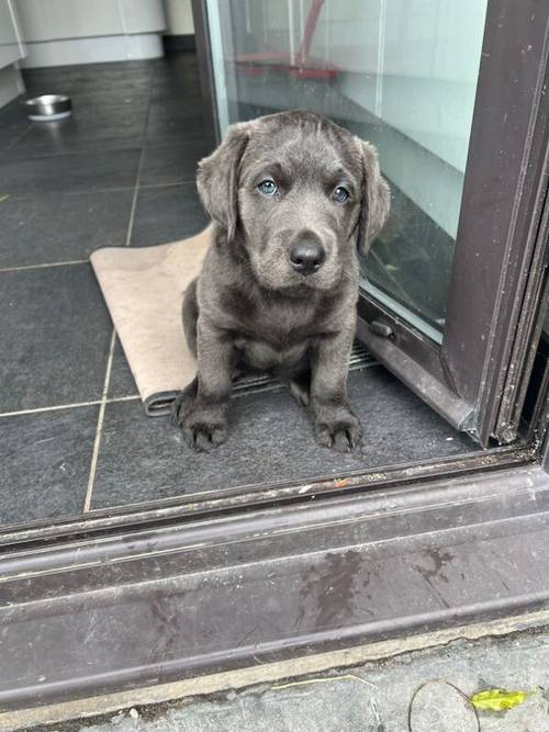 Charcoal Labrador Puppies - READY 12th OCTOBER! for sale in Cwmbran/Cwmbrân, Newport - Image 6