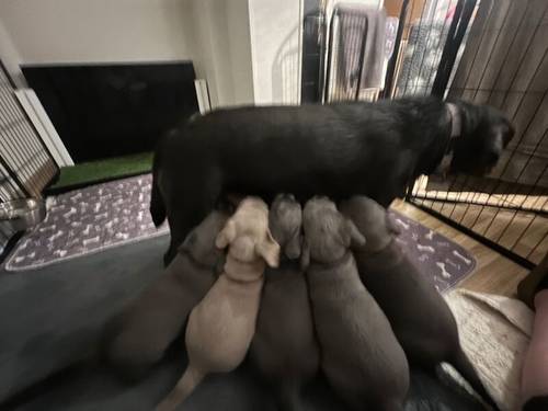 Charcoal Labrador Puppies - READY 12th OCTOBER! for sale in Cwmbran/Cwmbrân, Newport - Image 7