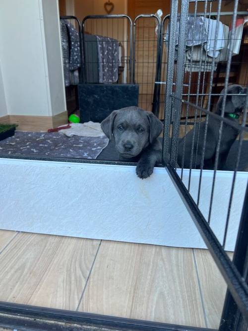 Charcoal Labrador Puppies - READY 12th OCTOBER! for sale in Cwmbran/Cwmbrân, Newport - Image 8