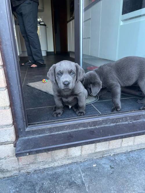 Charcoal Labrador Puppies - READY 12th OCTOBER! for sale in Cwmbran/Cwmbrân, Newport - Image 9