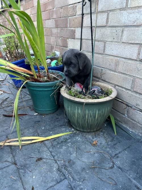 Charcoal Labrador Puppies - READY 12th OCTOBER! for sale in Cwmbran/Cwmbrân, Newport - Image 11