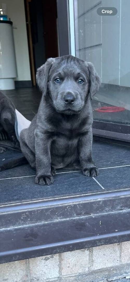 Charcoal Labrador Puppies - READY 12th OCTOBER! for sale in Cwmbran/Cwmbrân, Newport - Image 12