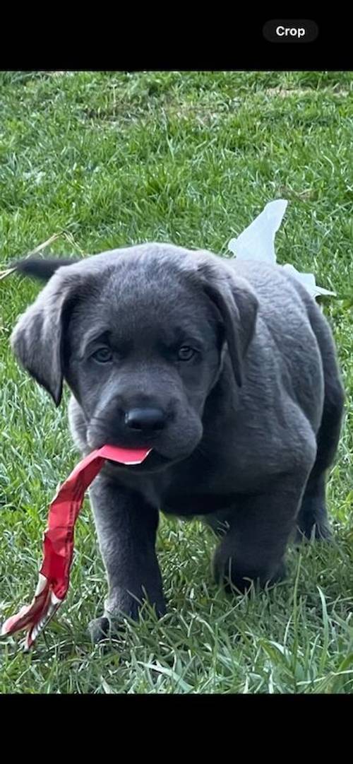 Charcoal Labrador Puppies - READY 12th OCTOBER! for sale in Cwmbran/Cwmbrân, Newport - Image 13