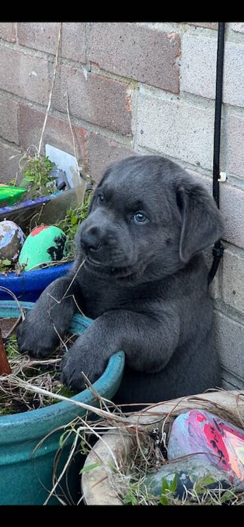 Charcoal Labrador Puppies - READY 12th OCTOBER! for sale in Cwmbran/Cwmbrân, Newport - Image 14