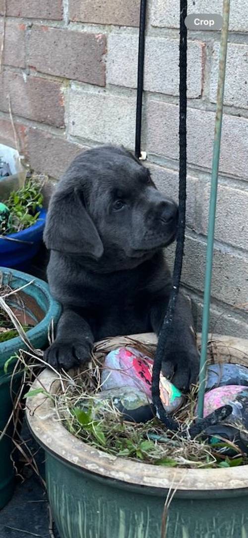 Charcoal Labrador Puppies - READY 12th OCTOBER! for sale in Cwmbran/Cwmbrân, Newport - Image 15