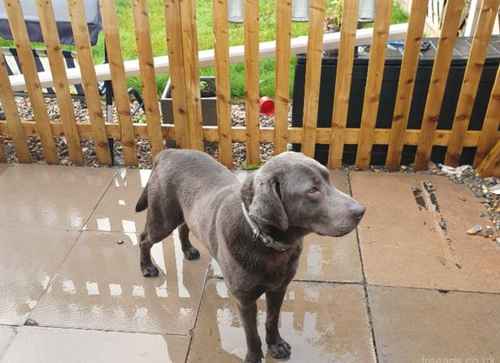 Charcoal labrador stud for sale in Tamworth, Staffordshire