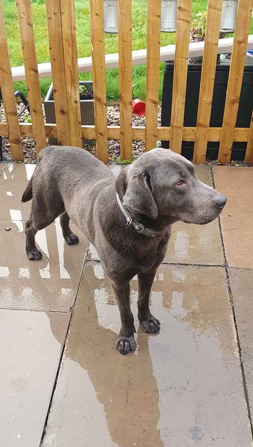 Charcoal labrador stud only for sale in Tamworth, Staffordshire