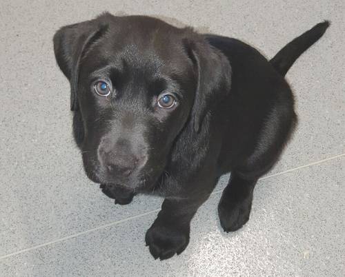 Charcoal labrador stud only for sale in Tamworth, Staffordshire - Image 5