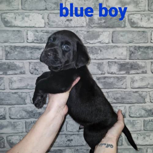 Charcoal labrador stud only for sale in Tamworth, Staffordshire - Image 7