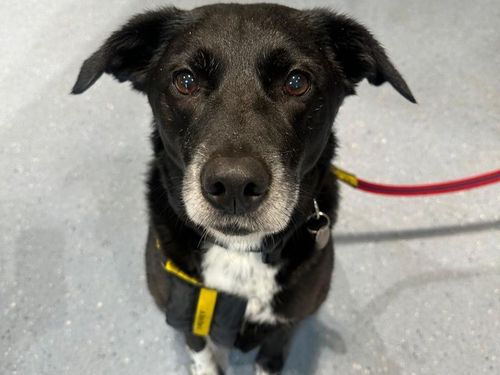 Charley for sale in Newbury, Berks