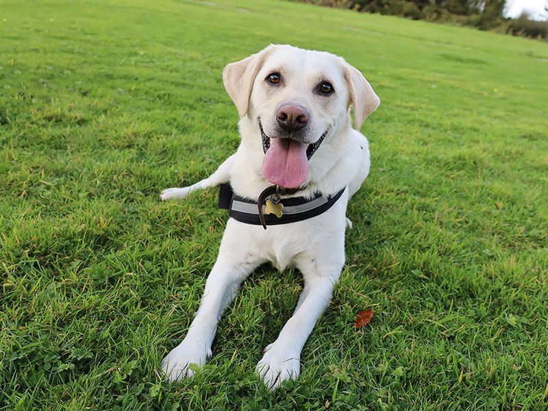 Chester Labrador Retriever For Adoption in Leeds, Yorkshire