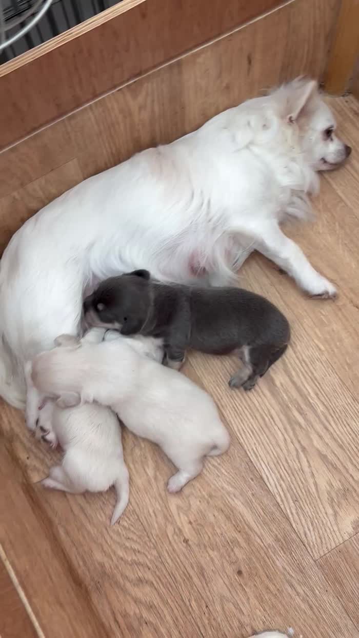 Chihuahua puppies for sale in Torquay, Devon – 2 weeks old