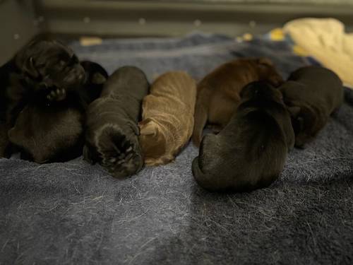 Black KC REG FTCH Pedigree Labrador puppies for sale in Doddington, Cambridgeshire - Image 4