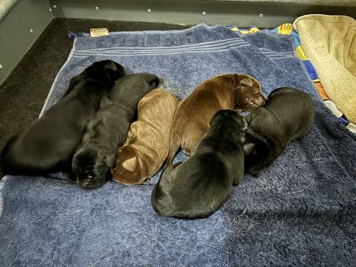 Black KC REG FTCH Pedigree Labrador puppies for sale in Doddington, Cambridgeshire - Image 5