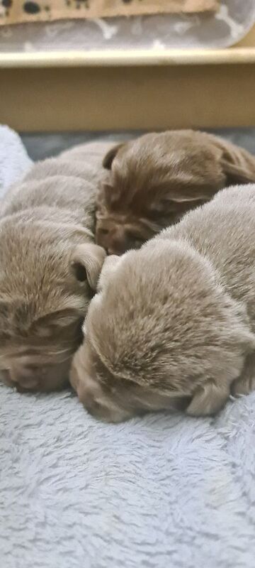 Chocolate and silver labrador puppies