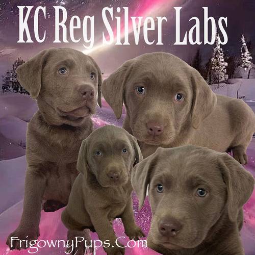 KC Registered Chocolate Dilute Silver Labrador Puppies for sale in Market Rasen, Lincolnshire - Image 5