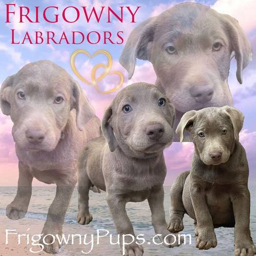 KC Registered Chocolate Dilute Silver Labrador Puppies for sale in Market Rasen, Lincolnshire - Image 4