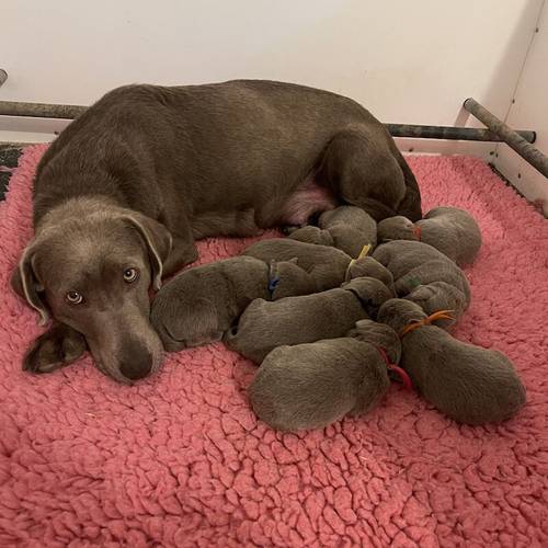 KC Registered Chocolate Dilute Silver Labrador Puppies for sale in Market Rasen, Lincolnshire - Image 12