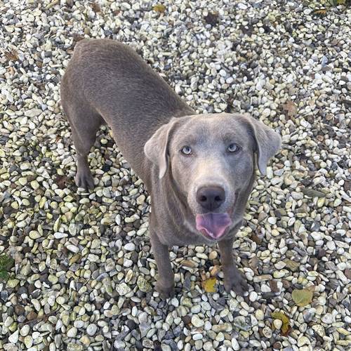 KC Registered Chocolate Dilute Silver Labrador Puppies for sale in Market Rasen, Lincolnshire - Image 13