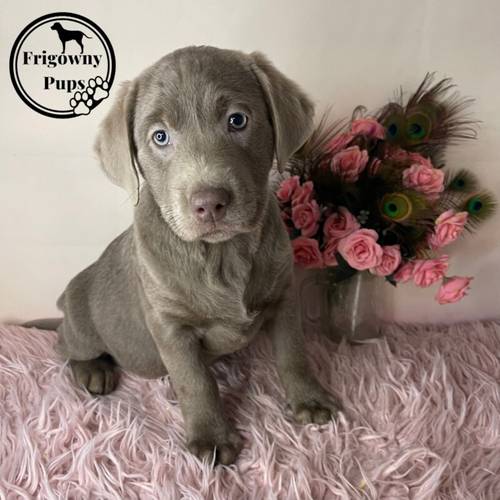 KC Registered Chocolate Dilute Silver Labrador Puppies for sale in Market Rasen, Lincolnshire - Image 6