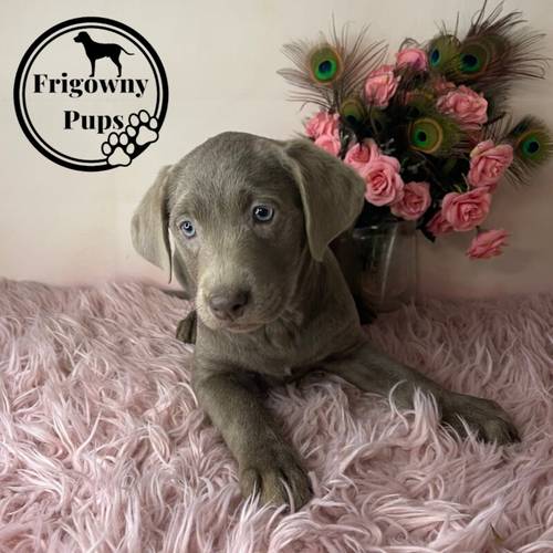 KC Registered Chocolate Dilute Silver Labrador Puppies for sale in Market Rasen, Lincolnshire - Image 7