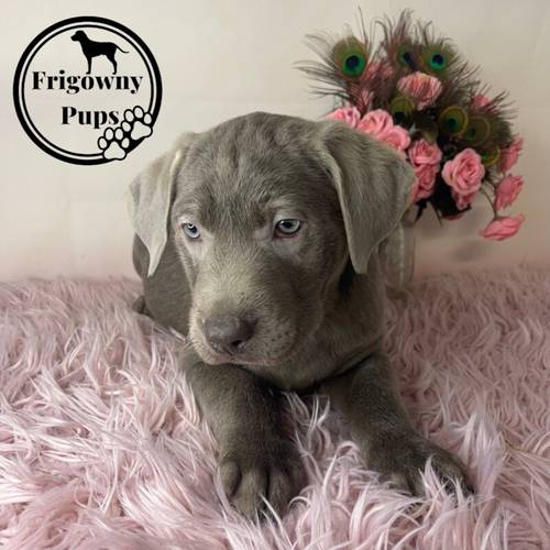 KC Registered Chocolate Dilute Silver Labrador Puppies for sale in Market Rasen, Lincolnshire - Image 8