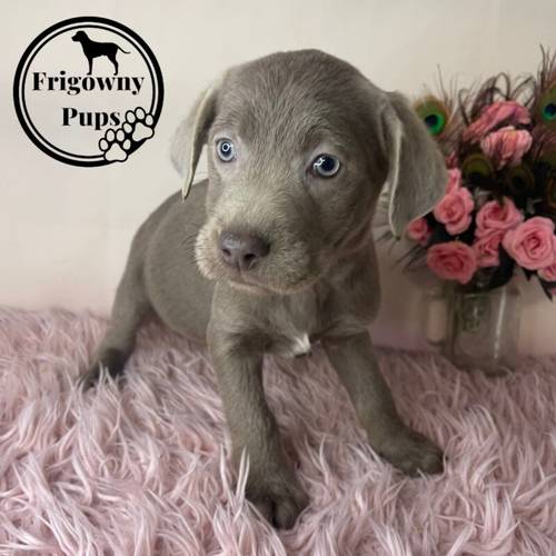 KC Registered Chocolate Dilute Silver Labrador Puppies for sale in Market Rasen, Lincolnshire - Image 9