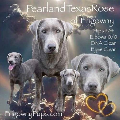 Chocolate Dilute Siver Labradors KC Registered Labrador Retriever