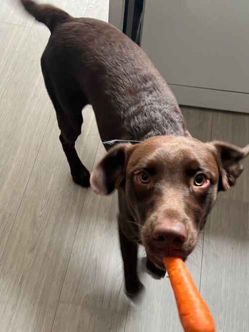 Chocolate lab needing a loving home for sale in Grimsby, Lincolnshire