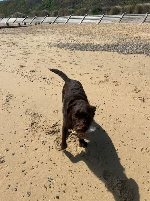 Chocolate Labrador 9 months old for sale in Great Yarmouth, Norfolk