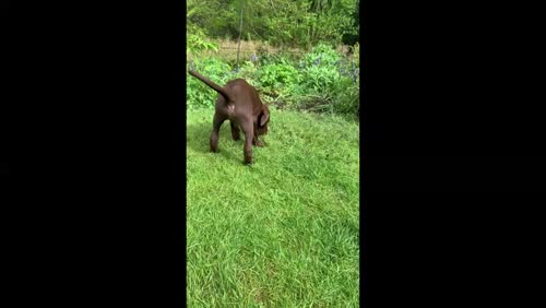 Chocolate Labrador boy puppy for sale in Gateshead, Tyne and Wear