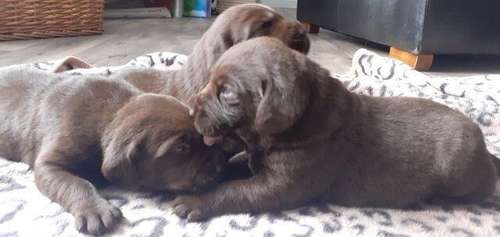 Chocolate labrador puppies for sale in Tibshelf, Derbyshire
