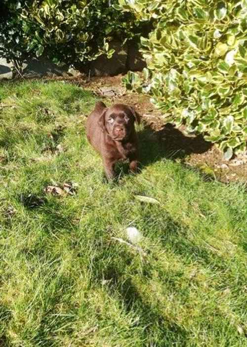 CHOCOLATE LABRADOR PUPPIES for sale in AB31 4NT